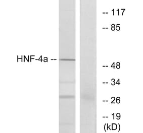Western Blot - Anti-HNF4 alpha Antibody (B7108) - Antibodies.com