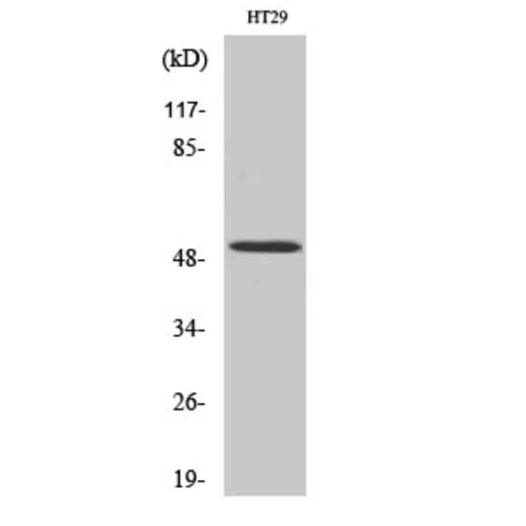 Western Blot - Anti-HNF4 alpha Antibody (B7108) - Antibodies.com