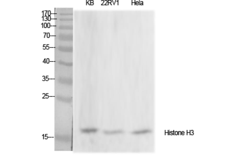 Western Blot - Anti-Histone H3 Antibody (D0030) - Antibodies.com