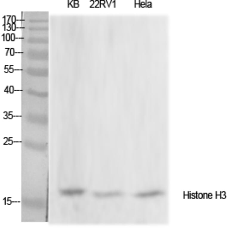 Western Blot - Anti-Histone H3 Antibody (D0030) - Antibodies.com