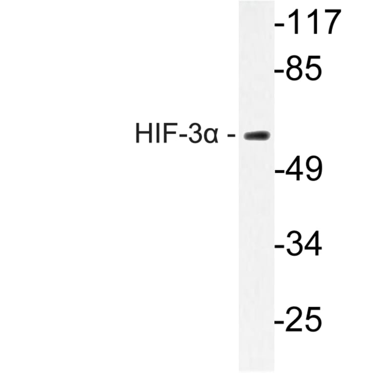 Western Blot - Anti-HIF-3alpha Antibody (R12-2181) - Antibodies.com