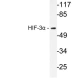 Western Blot - Anti-HIF-3alpha Antibody (R12-2181) - Antibodies.com