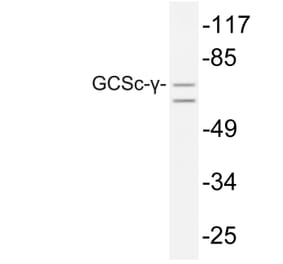 Western Blot - Anti-GCSc-gamma Antibody (R12-2156) - Antibodies.com