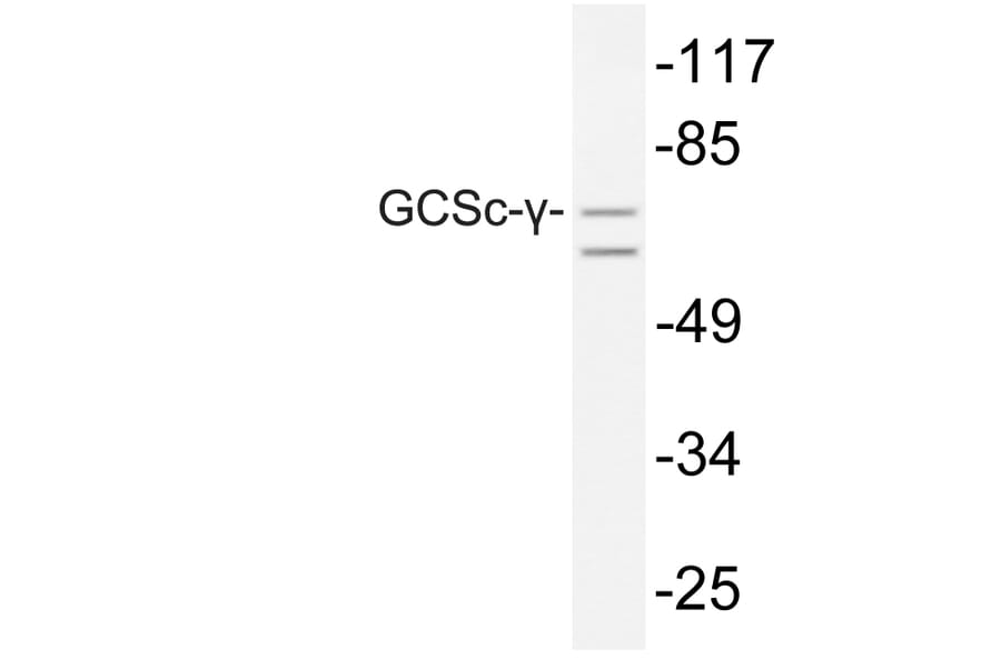 Western Blot - Anti-GCSc-gamma Antibody (R12-2156) - Antibodies.com