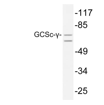 Western Blot - Anti-GCSc-gamma Antibody (R12-2156) - Antibodies.com