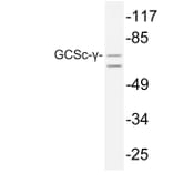 Western Blot - Anti-GCSc-gamma Antibody (R12-2156) - Antibodies.com