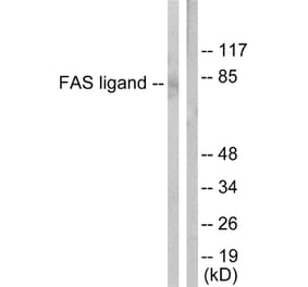 Western Blot - Anti-FAS ligand Antibody (C0189) - Antibodies.com