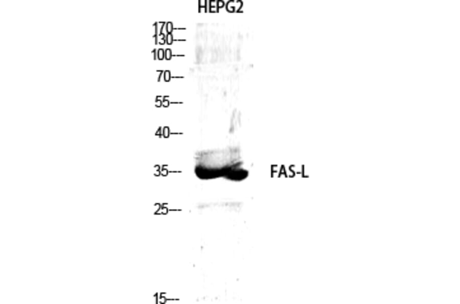 Western Blot - Anti-FAS ligand Antibody (C0189) - Antibodies.com