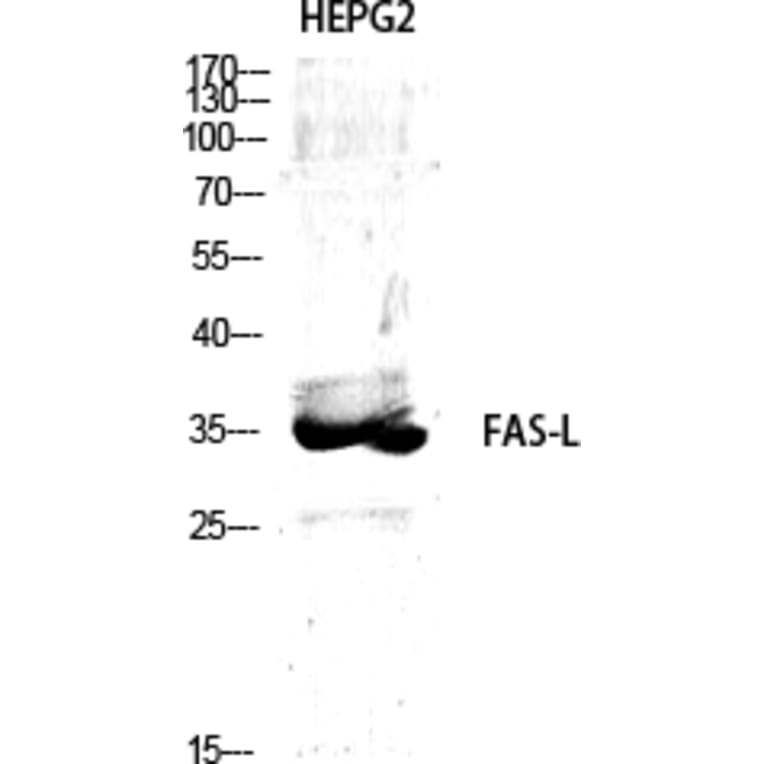 Western Blot - Anti-FAS ligand Antibody (C0189) - Antibodies.com