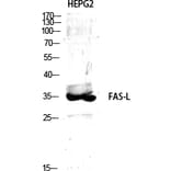 Western Blot - Anti-FAS ligand Antibody (C0189) - Antibodies.com