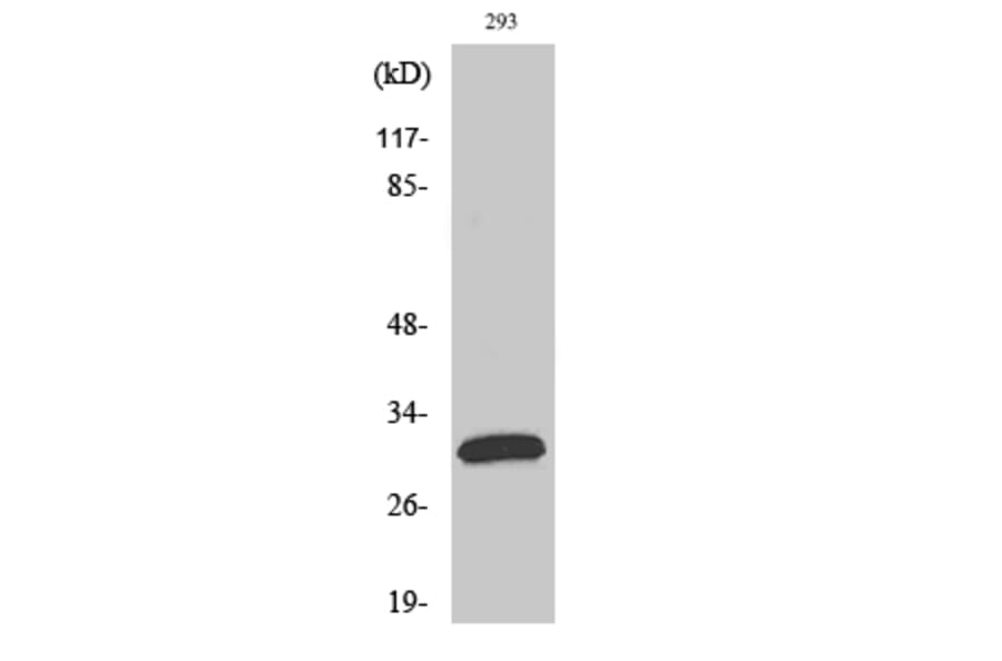 Western Blot - Anti-FAS ligand Antibody (C0189) - Antibodies.com