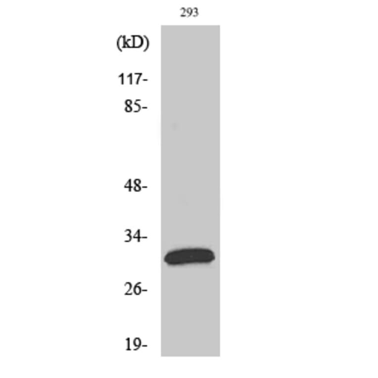 Western Blot - Anti-FAS ligand Antibody (C0189) - Antibodies.com