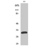 Western Blot - Anti-FAS ligand Antibody (C0189) - Antibodies.com