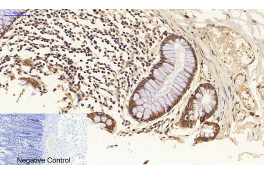 Immunohistochemistry - Anti-FAS ligand Antibody (C0189) - Antibodies.com