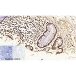 Immunohistochemistry - Anti-FAS ligand Antibody (C0189) - Antibodies.com