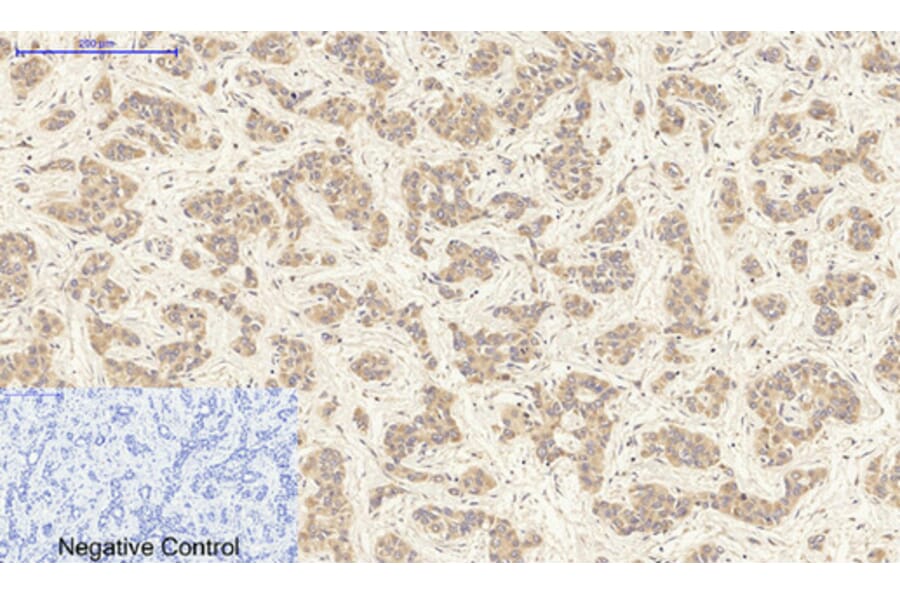 Immunohistochemistry - Anti-FAS ligand Antibody (C0189) - Antibodies.com