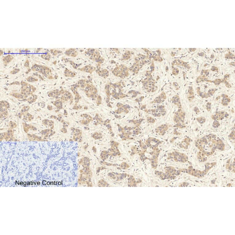 Immunohistochemistry - Anti-FAS ligand Antibody (C0189) - Antibodies.com