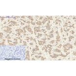 Immunohistochemistry - Anti-FAS ligand Antibody (C0189) - Antibodies.com