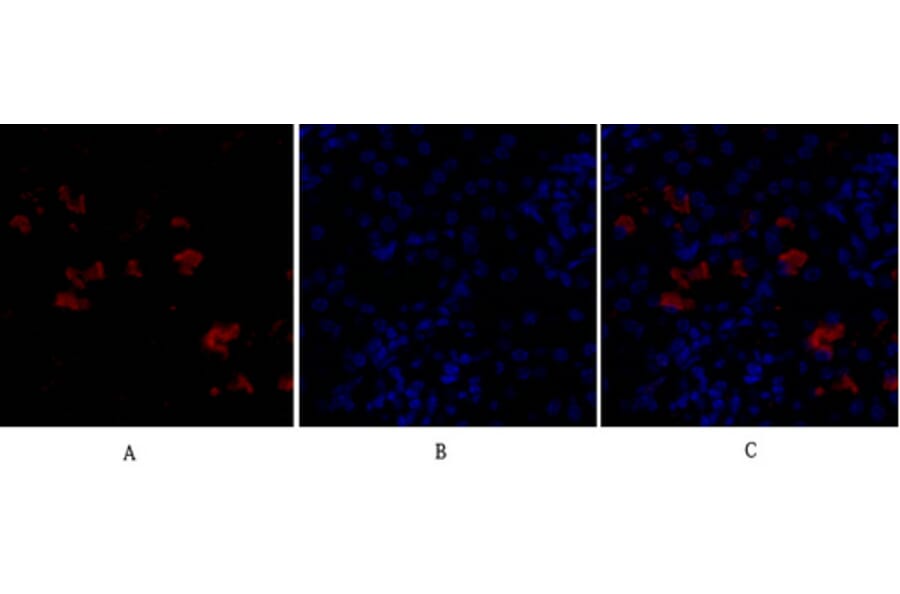 Immunofluorescence - Anti-FAS ligand Antibody (C0189) - Antibodies.com