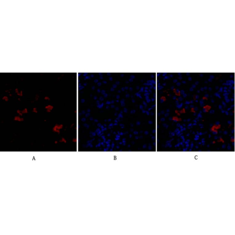 Immunofluorescence - Anti-FAS ligand Antibody (C0189) - Antibodies.com