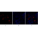 Immunofluorescence - Anti-FAS ligand Antibody (C0189) - Antibodies.com