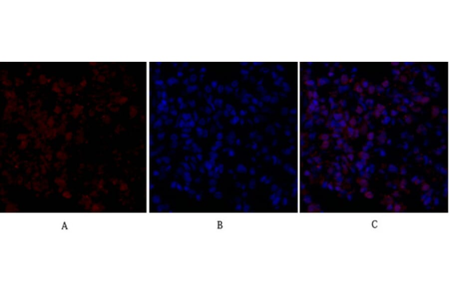Immunofluorescence - Anti-FAS ligand Antibody (C0189) - Antibodies.com