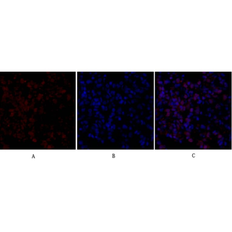 Immunofluorescence - Anti-FAS ligand Antibody (C0189) - Antibodies.com