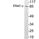 Western Blot - Anti-ENaC gamma Antibody (R12-2131) - Antibodies.com