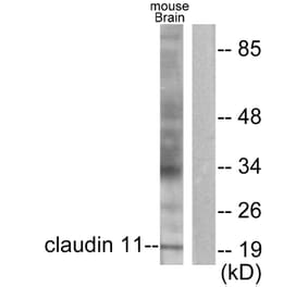 Western Blot - Anti-Claudin 11 Antibody (C0152) - Antibodies.com