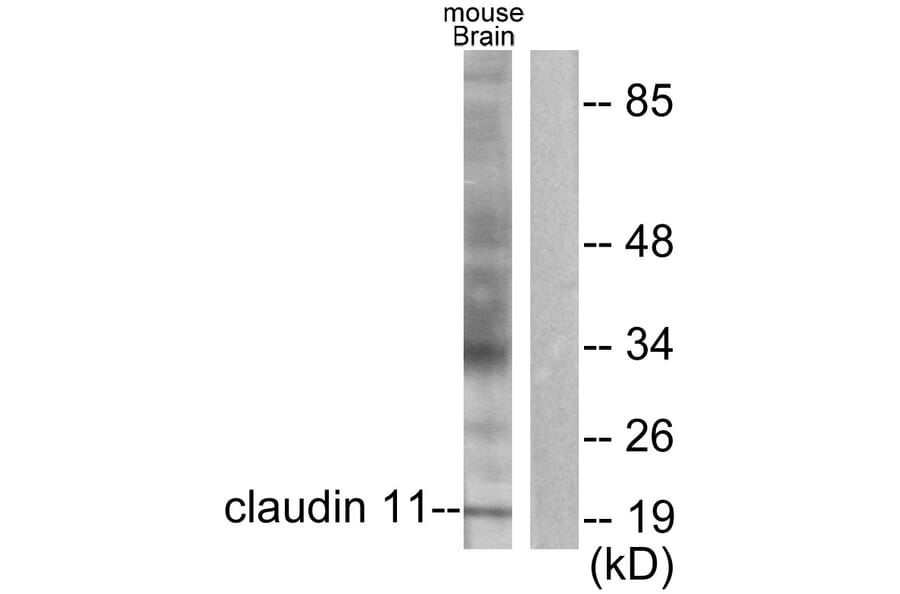 Western Blot - Anti-Claudin 11 Antibody (C0152) - Antibodies.com