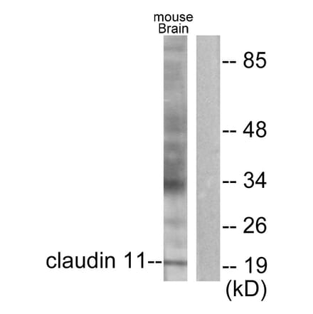 Western Blot - Anti-Claudin 11 Antibody (C0152) - Antibodies.com