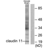 Western Blot - Anti-Claudin 11 Antibody (C0152) - Antibodies.com