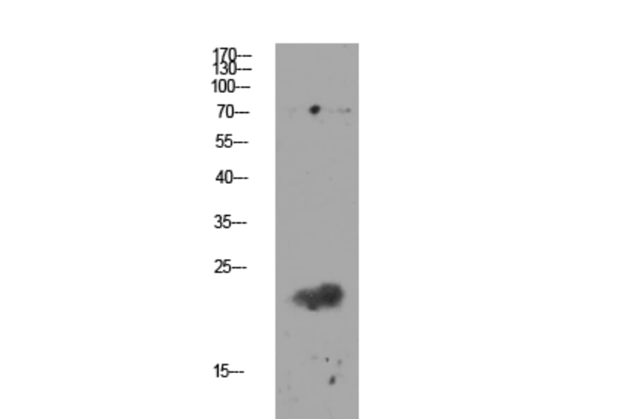 Western Blot - Anti-Claudin 11 Antibody (C0152) - Antibodies.com