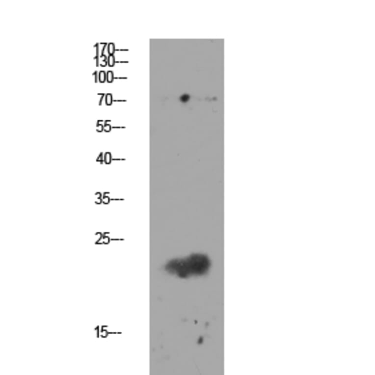 Western Blot - Anti-Claudin 11 Antibody (C0152) - Antibodies.com