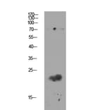 Western Blot - Anti-Claudin 11 Antibody (C0152) - Antibodies.com
