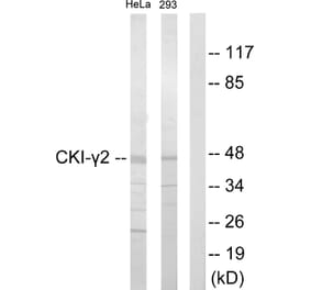 Western Blot - Anti-CKI-gamma2 Antibody (C10793) - Antibodies.com