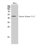 Western Blot - Anti-CKI-gamma2 Antibody (C10793) - Antibodies.com