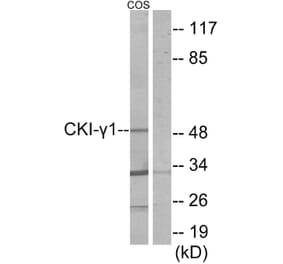 Western Blot - Anti-CKI-gamma1 Antibody (C11728) - Antibodies.com