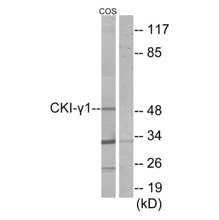 Western Blot - Anti-CKI-gamma1 Antibody (C11728) - Antibodies.com