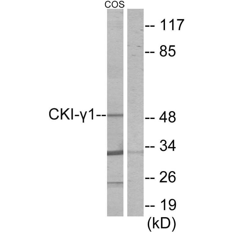 Western Blot - Anti-CKI-gamma1 Antibody (C11728) - Antibodies.com