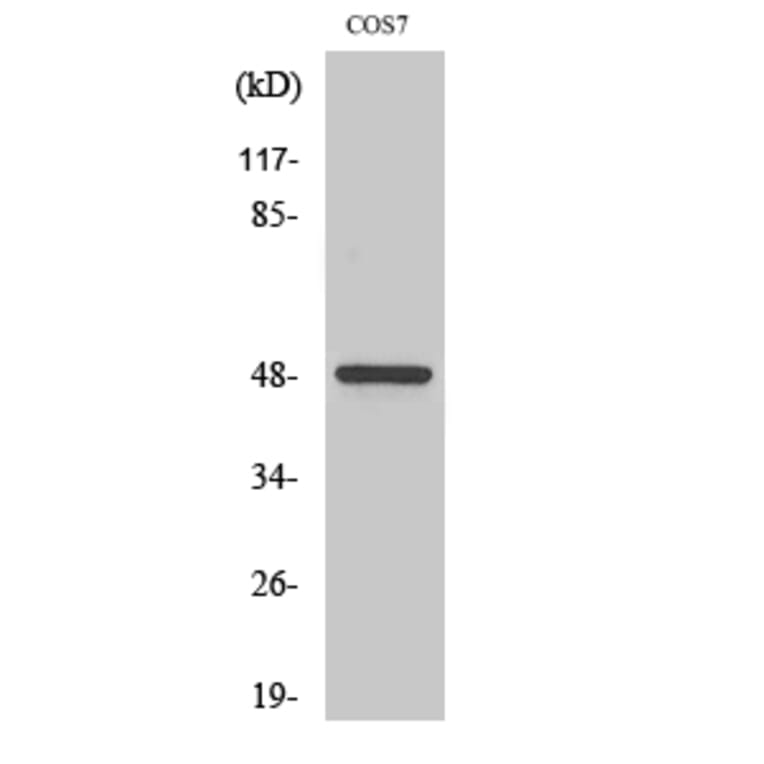 Western Blot - Anti-CKI-gamma1 Antibody (C11728) - Antibodies.com