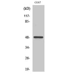 Western Blot - Anti-CKI-gamma1 Antibody (C11728) - Antibodies.com