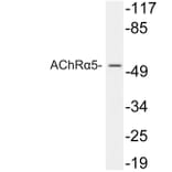 Western Blot - Anti-AChRalpha5 Antibody (R12-2009) - Antibodies.com