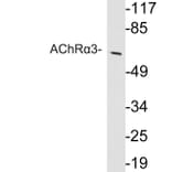 Western Blot - Anti-AChRalpha3 Antibody (R12-2008) - Antibodies.com