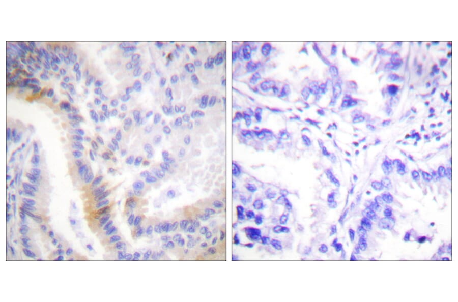 Immunohistochemistry - Anti-Urocortin Antibody (C0386) - Antibodies.com