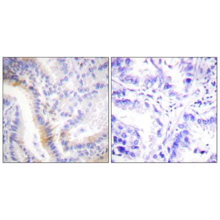 Immunohistochemistry - Anti-Urocortin Antibody (C0386) - Antibodies.com