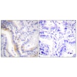 Immunohistochemistry - Anti-Urocortin Antibody (C0386) - Antibodies.com