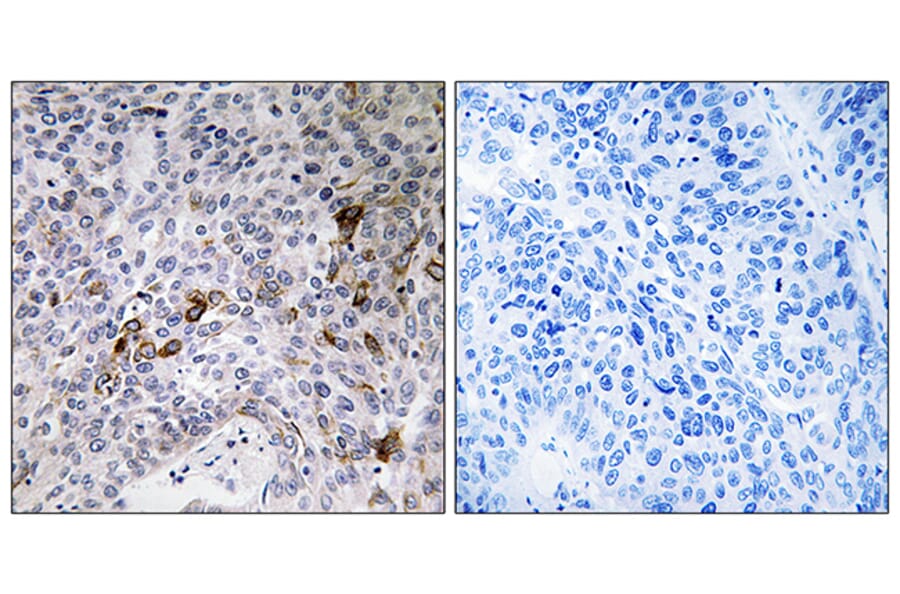 Immunohistochemistry - Anti-RAB11FIP3 Antibody (C18121) - Antibodies.com