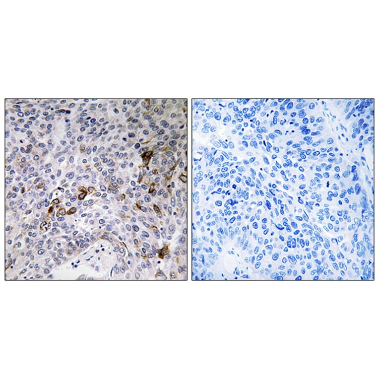 Immunohistochemistry - Anti-RAB11FIP3 Antibody (C18121) - Antibodies.com