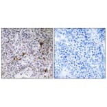 Immunohistochemistry - Anti-RAB11FIP3 Antibody (C18121) - Antibodies.com